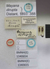 Mayana diruptus Distant, 1882: Mayana dirupta. Syntype. (BMNH) - (CC BY-NC 4.0) Photo by Stuart Cole, reproduced with permission from the Natural History Museum, London, UK. (Otu).