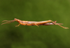 Leptysmina gracilis Bruner, 1911: male. (Otu).