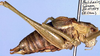 CollectionObject 1517437; 5a879041-23b2-4fae-91dd-b1fd2c502123: male, lateral view (holotype). (CollectionObject).