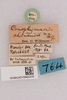 CollectionObject 2052370; NHMUK015982478, eac81ebe-e7ed-4721-9383-fa3a76ffe39b: labels (paralectotype). (CollectionObject).