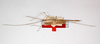 CollectionObject 1557960; 28d02552-c488-4384-ac80-274602819853: copyright ZMHB, Berlin. male, lateral view (holotype). (CollectionObject).