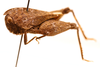 CollectionObject 1589325; e9b19e95-affe-47c2-94b3-0b720cb85737: female, lateral view (holotype). (CollectionObject).