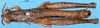 CollectionObject 1505071; 39f99438-684a-496c-ab17-f3d50835ce82, DORSA D005AM01: male, dorsal view (holotype). (CollectionObject).