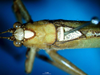 CollectionObject 1500719; b21d9629-82c1-4f68-8b2f-8f311b119cd2: male head and pronotum, dorsal view (lectotype). (CollectionObject).