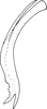 Aedeagus, lateral view on Aroonra fusiplata Dworakowska, 1993: Aedeagus, lateral view. (Observation).