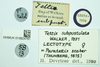 CollectionObject 1477090; 74e374c3-4ab4-4d1b-8ebc-799dac7b7f91, NHMUK010924781: female, labels (lectotype). (CollectionObject).