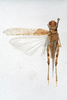 CollectionObject 1501136; 0f43146f-0839-4849-aa4d-8b7ee3a09f0f: male, dorsal view (syntype). (CollectionObject).