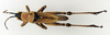 CollectionObject 1501055; 331b405e-4d14-4ac8-b057-ae51a2b5a187: male, dorsal view (lectotype of Poecilocera atriceps). (CollectionObject).