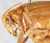 CollectionObject 1533029; NMW 20.279, 7d8b5655-777f-4f89-8c57-8ad927bf5e22: female head and pronotum, lateral view (allotype). (CollectionObject).