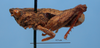 CollectionObject 1513268; 1f629bcb-61c5-43d9-a6ac-cd229b8f52cb: male, lateral view (paratype). (CollectionObject).