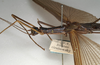 CollectionObject 1560367; NMW 1128', 84976c20-7d6f-4721-97de-97a0398a2d00: copyright NMW, Vienna. female: head and thorax, lateral view (syntype). (CollectionObject).
