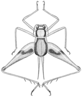 CollectionObject 1523308; d664e689-b588-45bd-a2e7-3a60c08cc6a0: Pl. 7, Fig. 7 (after type). male, dorsal view (body length 5 mm, pronotum 1.18 mm, hind femur 5.8 mm). (CollectionObject).