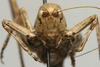 CollectionObject 1535132; 88410680-cf37-4b8f-836b-71c7238efcd2: female, frontal view (syntype). (CollectionObject).