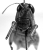 CollectionObject 1533427; 6932c50c-8720-4ae9-b9d3-6242e8a223ba, USNM 9752: Image Carbonell, C.S. male, frontal view (holotype). (CollectionObject).