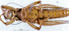 CollectionObject 1575535; 4c91dff4-63d0-433c-9df6-3b320287f1b7, DORSA D006AM01: male, ventral view (syntype). (CollectionObject).