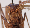 female face (holotype). Depicts CollectionObject 1534658; 8684808b-f2ba-434d-948a-15eafb88a8eb, a CollectionObject.