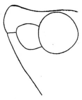 Conocephalus (Perissacanthus) strictoides (Caudell, 1906): Pl. XXI, Fig. 2. lateral outline of vertex (male). (Otu).