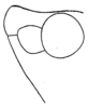 Pl. XXI, Fig. 2. lateral outline of vertex (male). Depicts Conocephalus (Perissacanthus) strictoides (Caudell, 1906), an Otu.