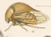 Habitus, lateral view: !! display not done !! on Cymbomorpha prasina (Germar, 1835): (Observation).