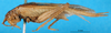 CollectionObject 1501995; 267b1f34-9635-4e39-a58e-da9f69be5941: male, lateral view. (CollectionObject).