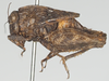 CollectionObject 1580739; 535a87fb-ffb3-451e-bc88-222919dc8463: female, lateral view. (CollectionObject).