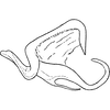 Anal tube processes: Anal tube process. (Observation).
