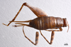 CollectionObject 1538196; d985bb37-c120-4a18-9ffd-623094f782fb: female, dorsal view (holotype). (CollectionObject).