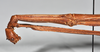 CollectionObject 1558577; NTUC 723, 3f74161b-0c62-46e4-9d98-7d7d23d7bdc2: copyright NTUC. female: head and thorax, lateral view of synonym Entoria nagoensis (holotype). (CollectionObject).