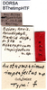 CollectionObject 1500404; 021e090f-2e7f-4e30-bc5b-e6f808e0f143, DORSA BThetimpHTF: female labels (holotype). (CollectionObject).