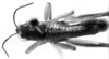 CollectionObject 1533816; 3845fe16-5fa1-454e-917a-fe309e27d464: Image Carbonell, C.S. male, dorsal view (paratype). (CollectionObject).