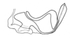 Conometopus sulcaticollis (Blanchard, 1851): Fig. 19. cingulum and endophallus, lateral view. (Otu).