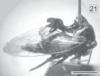 Habitus, lateral view on Cyphonia ancoralis Berg, 1883: (Observation).