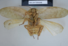 CollectionObject 1552785; NHMUK(SF IMPORT DUPLICATE) BMNH(E) 877082, a4347082-71e7-4428-880b-22a3f2f87398: Copyright, NHM London. Holotype male, ventral view. (CollectionObject).