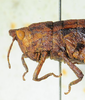 CollectionObject 1498695; 92395aed-5f50-4158-9292-b1a470e0c917: male head and pronotum, lateral view. (CollectionObject).