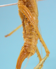 CollectionObject 1542657; 1d40070c-29b1-4e73-8759-b94cad83691b: female hind femur lateral view (holotype). (CollectionObject).