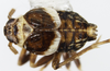 Habitus, dorsal view: !! display not done !! on Pissonotus flabellatus (Ball, 1903): (Observation).
