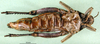CollectionObject 1502663; 6732109a-ff25-4de1-9793-3fc7f0055ecd: female, ventral view (paratype). (CollectionObject).