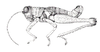 Peruana palpata (Stål, 1878): Fig. 101. male habitus. (Otu).