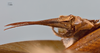 CollectionObject 1527053; 593527e9-da88-474e-8ce1-c70a6aeb1efd: female subgenital plate (holotype). (CollectionObject).