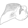 Pygofer, lateral view on Arboridia (Arboridia) koreana Oh & Jung, 2015 now Arboridia (Arboridia) agrillacea (Anufriev, 1969): Pygofer lobe, lateral view. (Observation).