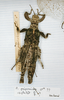 CollectionObject 1561364; d941bac9-c7ec-467d-a705-7013d234eebf: copyright MNHN, Paris. female (syntype). (CollectionObject).