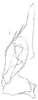 Subgenital plate: !! display not done !! on Agudus sexmaculatus Linnavuori, 1959: Stylus and subgenital plate, dorsally. (Observation).