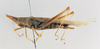 CollectionObject 1501020; f256d971-ccd9-44a5-bf4c-3cd73b83fc24: female, lateral view (lectotype of Atractomorpha madacassis). (CollectionObject).