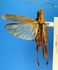 CollectionObject 1505387; 3c4b1276-2dfc-4cbe-8e3a-7ff813d26e92: female, dorsal view (holotype). (CollectionObject).