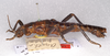 CollectionObject 1557007; e39d841d-8760-428e-9415-aeff1262346e: copyright BMNH. Anisomorpha pardalina male, lateral view (syntype) [labelled LT, but yet to be published]. (CollectionObject).;CollectionObject 1557008; 3d29c764-64c1-4fcf-b45b-5184815cab44: copyright BMNH. Anisomorpha pardalina male, lateral view (syntype) [labelled LT, but yet to be published]. (CollectionObject).