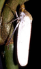 Habitus, dorsal view on Diestostemma excisum Schmidt, 1910: Diestostemma excisum @ Peru, by R. Rakitov. (Observation).