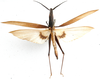 Glyphoclonus miripennis Karsch, 1896: dorsal view. (Otu).