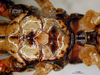 CollectionObject 1521414; fe68ce02-3220-4202-9f87-e3c6ad6f8a03: male, thoracic sternites (holotype). (CollectionObject).