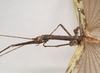CollectionObject 1559093; f36c70cd-acc5-4588-b48e-fae8019a3fd9: copyright Natural History Museum, London. male: head and thorax, lateral view (syntype). (CollectionObject).