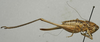 CollectionObject 1535987; 7d868d74-5d10-400e-b981-e22b57e61135: female, lateral view (syntype). (CollectionObject).